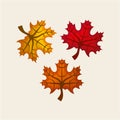 Autumn leaves icon Royalty Free Stock Photo