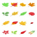 Autumn leaves icons set, isometric style Royalty Free Stock Photo