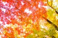 Autumn leaves of Inokashira Park Inokashira Park Royalty Free Stock Photo