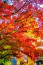 Autumn leaves of Inokashira Park Inokashira Park Royalty Free Stock Photo