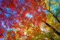 Autumn leaves of Inokashira Park Inokashira Park Royalty Free Stock Photo