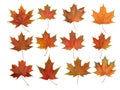 Autumn leaves isolate background. Red and yellow maple leaves in autumn on a blank white background. Royalty Free Stock Photo