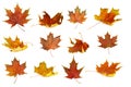 Autumn leaves isolate background. Red and yellow maple leaves in autumn on a blank white background. Royalty Free Stock Photo