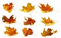 Autumn leaves isolate background. Red and yellow maple leaves in autumn on a blank white background. Royalty Free Stock Photo