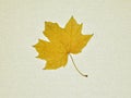 Autumn leaves isolated on a canvas Royalty Free Stock Photo
