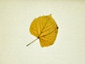 Autumn leaves isolated on a canvas Royalty Free Stock Photo