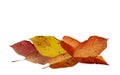 Autumn leaves isolated cherry tree leaf  for background Royalty Free Stock Photo