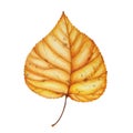 Autumn leaves isolated. Dry leaf. Autumn illustration.