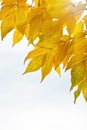 Autumn leaves isolated over whte background