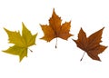 Autumn leaves isolated on white background Royalty Free Stock Photo