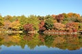 Autumn leaves at Japanese garden in National Showa Memorial Park Royalty Free Stock Photo