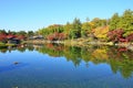 Autumn leaves at Japanese garden in National Showa Memorial Park Royalty Free Stock Photo