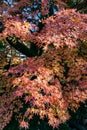 Autumn leaves of Japanese maple tree with bright and colorful color of red, orange and yellow in the Japanese garden Royalty Free Stock Photo