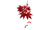 Autumn leaves. Japanese Red Autumn maple tree leaves Isolated on white background.