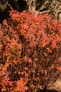 Autumn leaves of Japanese spirea