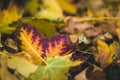 Autumn leaves at Josaphat Park in Brussels Royalty Free Stock Photo