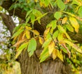 Autumn leaves just on the change