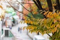 Autumn leaves and kitano street background in Kobe Japan, falling natural background for season change and vibrant colorful Royalty Free Stock Photo