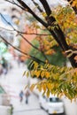 Autumn leaves and kitano street background in Kobe Japan, falling natural background for season change and vibrant colorful Royalty Free Stock Photo