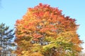 Autumn leaves in Kiyosato highland, Yamanashi