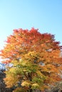 Autumn leaves in Kiyosato highland, Yamanashi