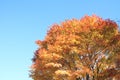 Autumn leaves in Kiyosato highland, Yamanashi