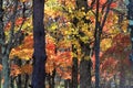 Autumn leaves in Kiyosato highland, Yamanashi