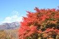 Autumn leaves in Kiyosato highland, Yamanashi