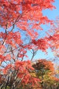 Autumn leaves in Kiyosato highland, Yamanashi