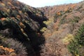 Autumn leaves in Kiyosato highland, Yamanashi