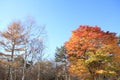 Autumn leaves in Kiyosato highland, Yamanashi