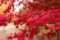 Autumn leaves Royalty Free Stock Photo