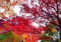 The beauty of autumn leaves in Kyoto