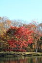 Autumn leaves by lake in Kiyosato highland