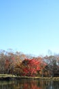 Autumn leaves by lake in Kiyosato highland