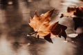 Autumn leaves in autumn landscape