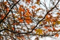 Autumn Leaves landscape with sky background`