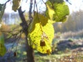 Apple orchard. Last autumn leaves Royalty Free Stock Photo