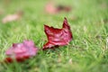 Autumn leaves on lawn Royalty Free Stock Photo