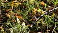 Autumn leaves lawn with grass, weekend on a sunny day