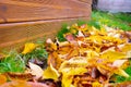 Autumn leaves on the lawn grass by wooden fence Royalty Free Stock Photo