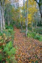 Autumn leaves laying on a woodland footpath