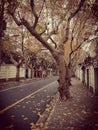 autumn leaves on leisure street