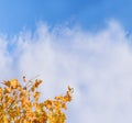 Autumn leaves with light blue sky and clouds. Yellow,Orange autumn foliage against fluffy clouds, Bright colour leave in fall Royalty Free Stock Photo