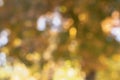 Autumn leaves and light bokeh background in greens and golds and white