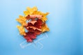 Autumn leaves like a Fire Royalty Free Stock Photo