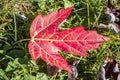 Autumn leaves Royalty Free Stock Photo