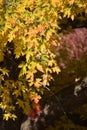 Autumn Leaves: Maple Tree, Reds and Golds Royalty Free Stock Photo