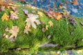 Autumn leaves on moss, old tree in lichen and leaves Royalty Free Stock Photo