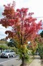 Autumn leaves at Moss Vale